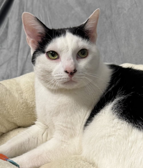 ECHO - Turkish Van available for adoption