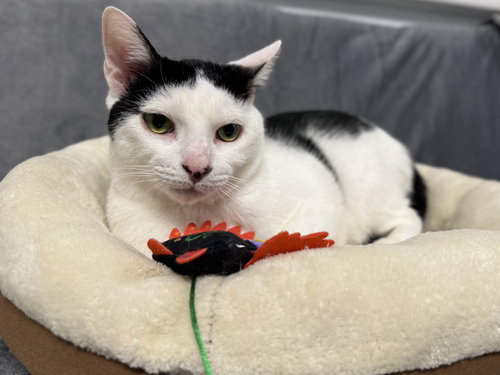 ECHO - Turkish Van available for adoption