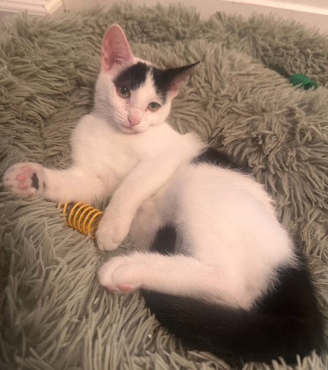 Dr. Seuss: Izzy