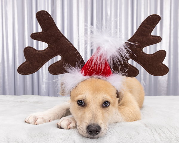 Xmas: Frosty