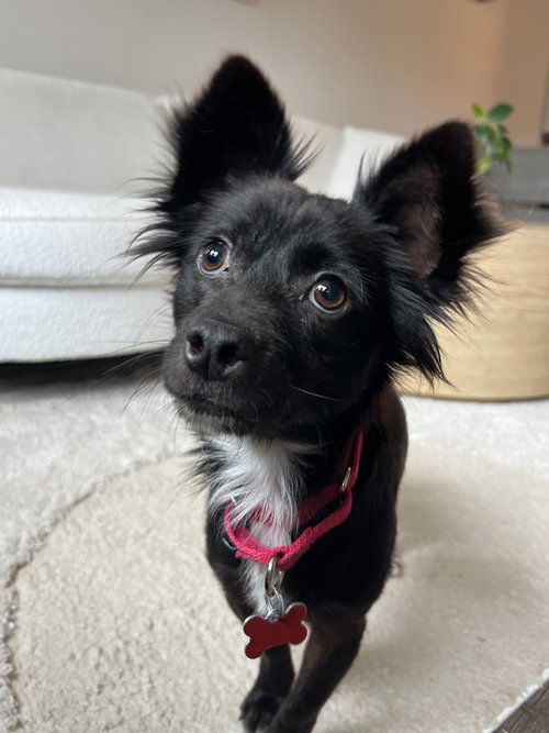 INDIGO - Papillon available for adoption