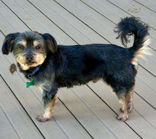 SHAKESPEARE - Maltese / Yorkshire Terrier Yorkie available for adoption