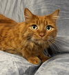 Peaches - Photo 1