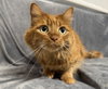 Peaches - Photo 2