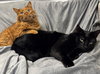 Peaches - Photo 4