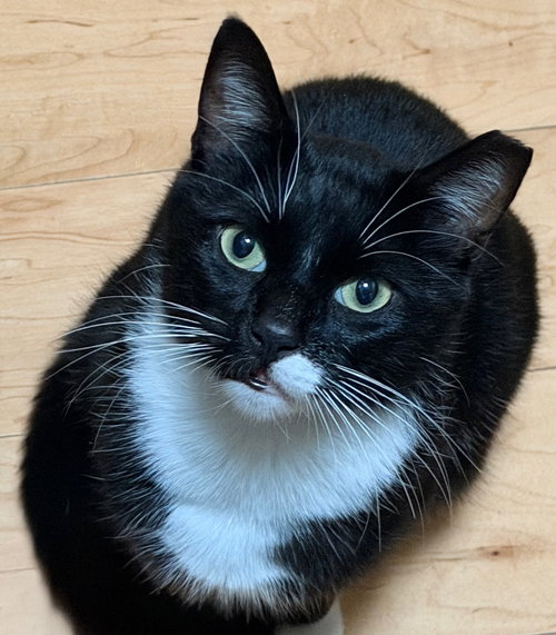Oreo, an adoptable Tuxedo in Romoland, CA