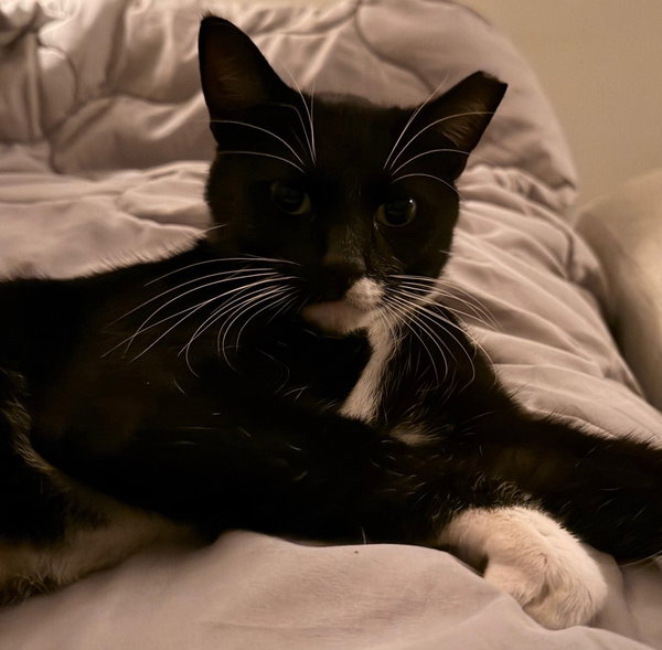 Oreo