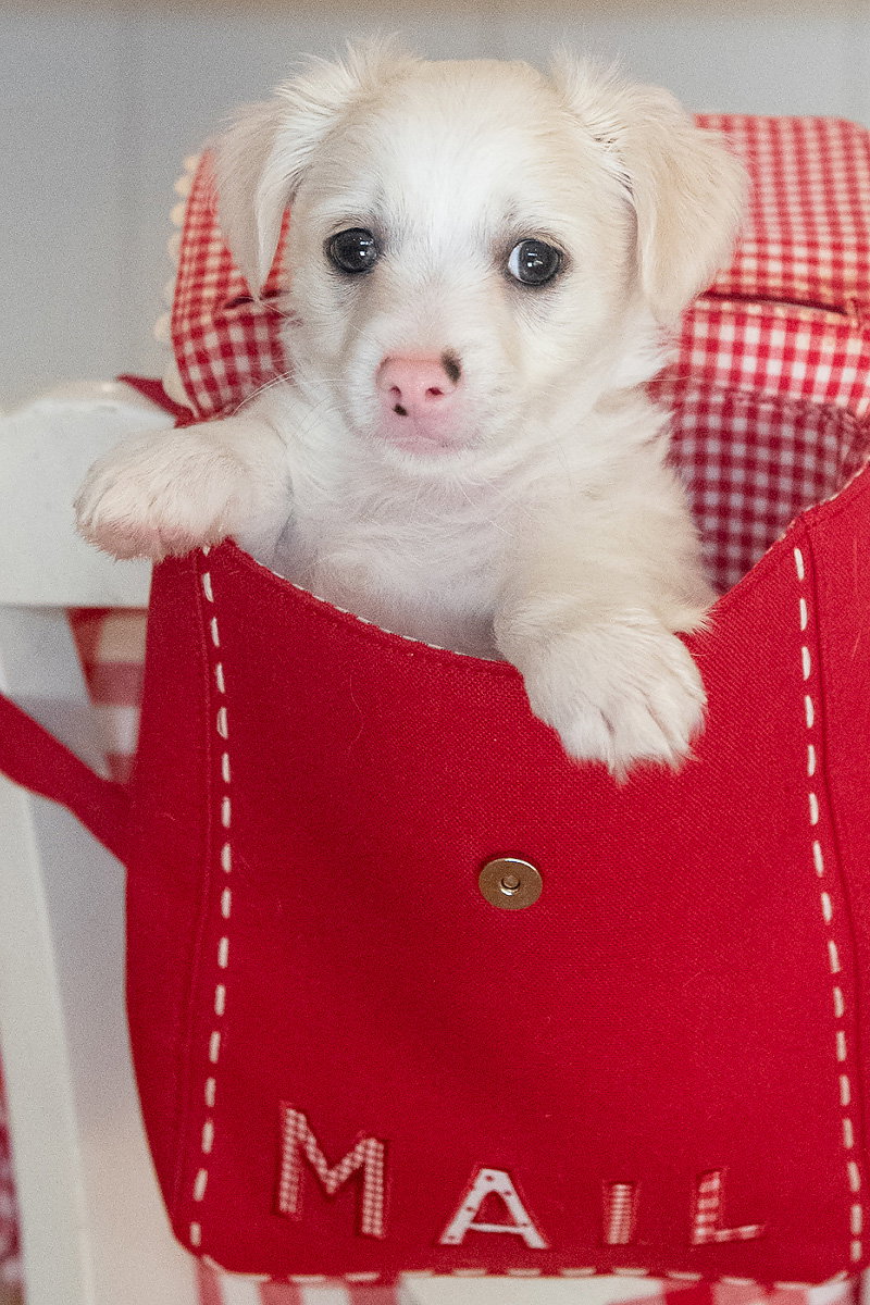 Valentine: Cupid