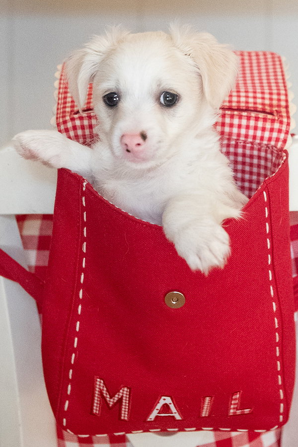 Valentine: Cupid
