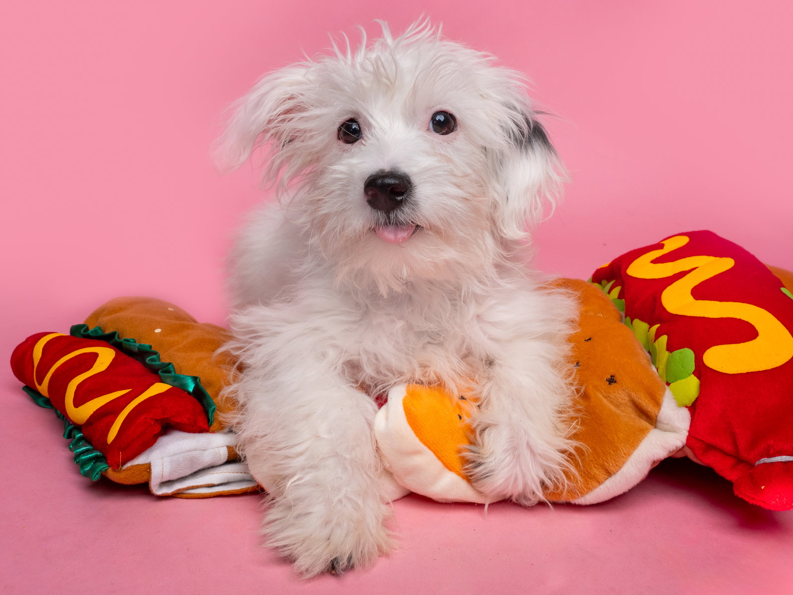Hot Dog