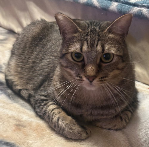 Skip, Adult Tabby (short coat), cat for adoption in Montclair, California