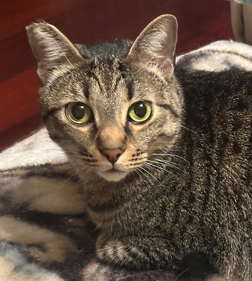 Rodney, Adult Tabby (short coat), cat for adoption in Montclair, California