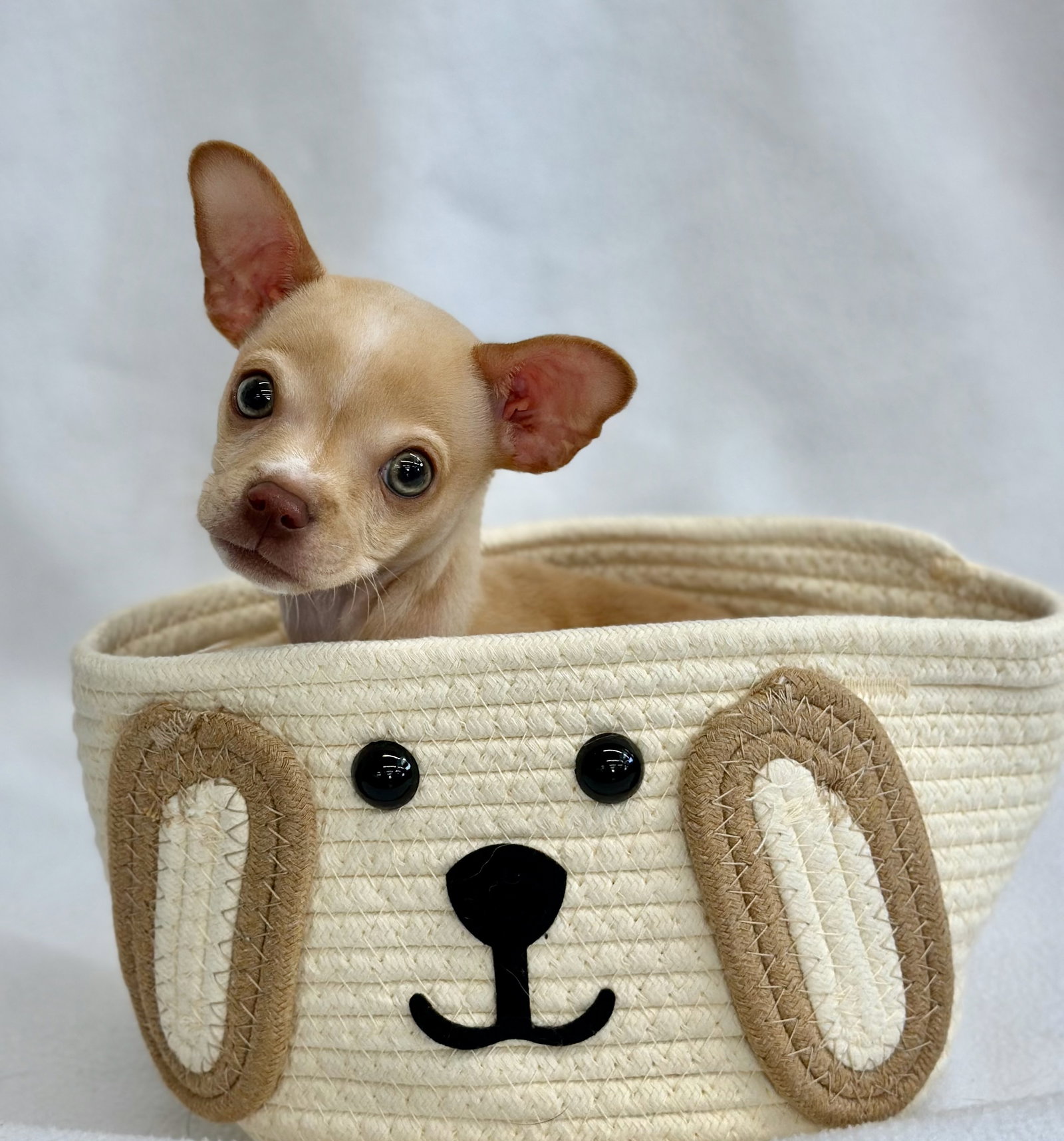 Mouseketeer Image