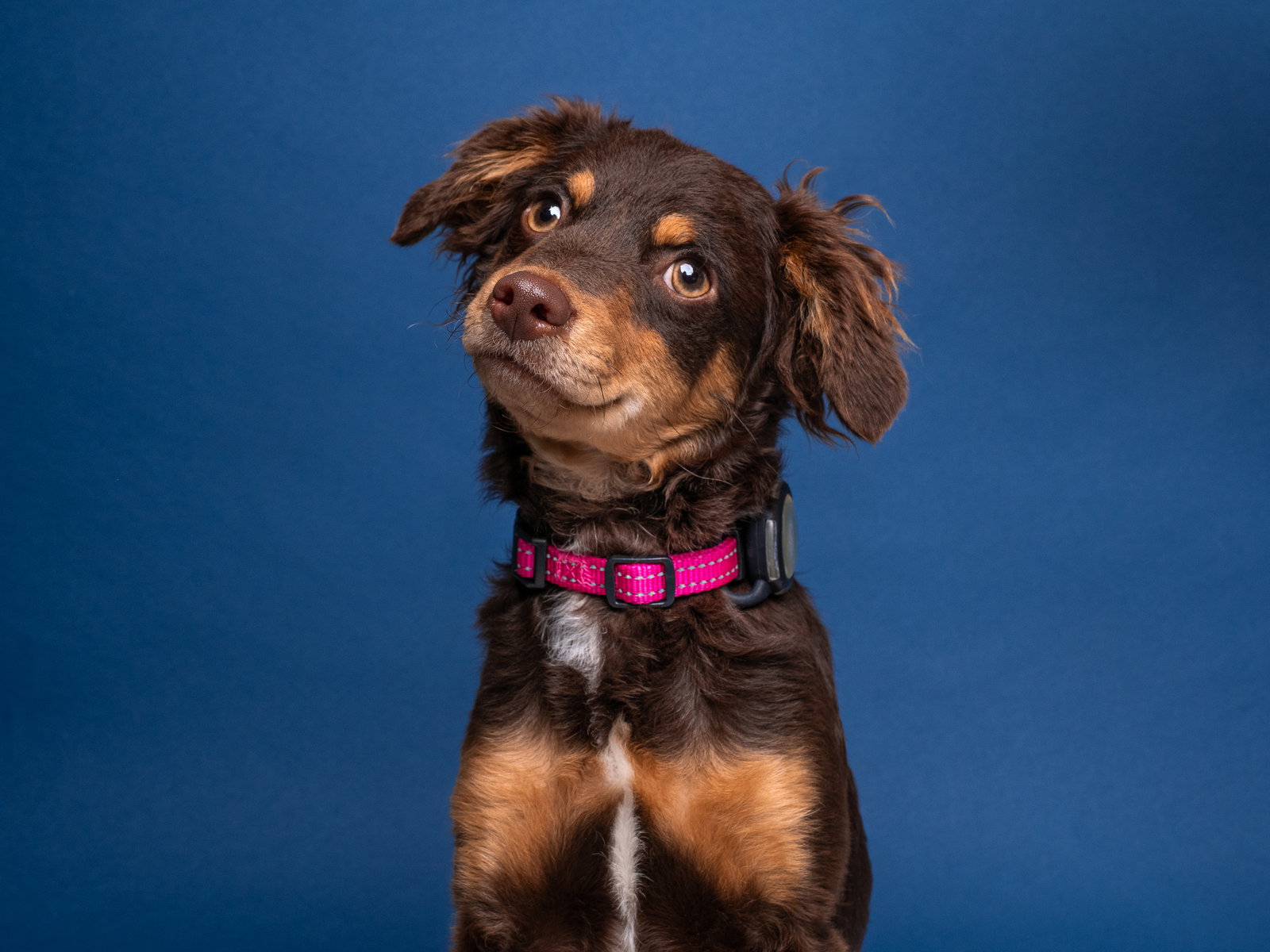 Dachshund