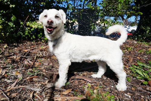 Gogurt, an adoptable Bichon Frise in Romoland, CA