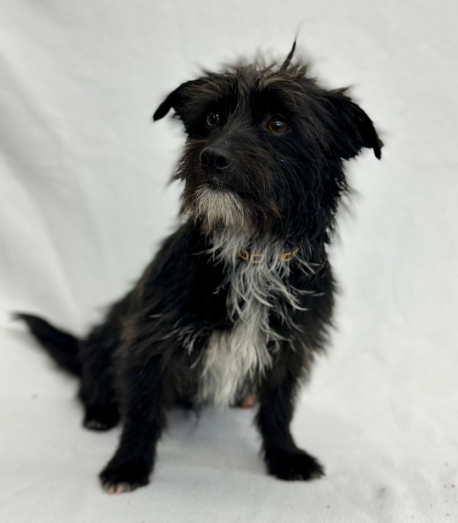Terrier
