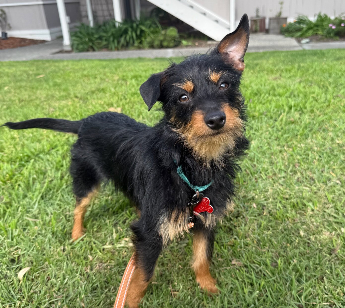 Terrier