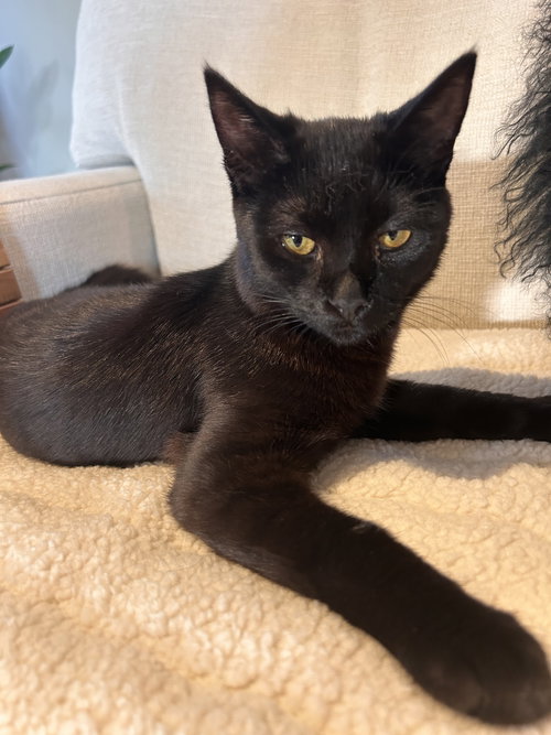 Onyx, an adoptable Bombay in Romoland, CA