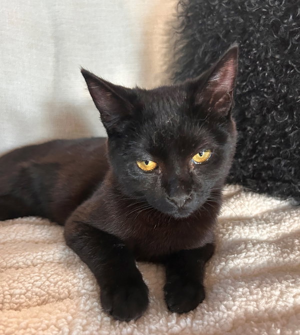 Onyx