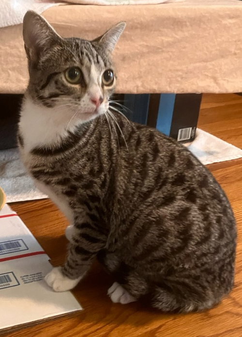 Valentina, an adoptable Tabby in Romoland, CA