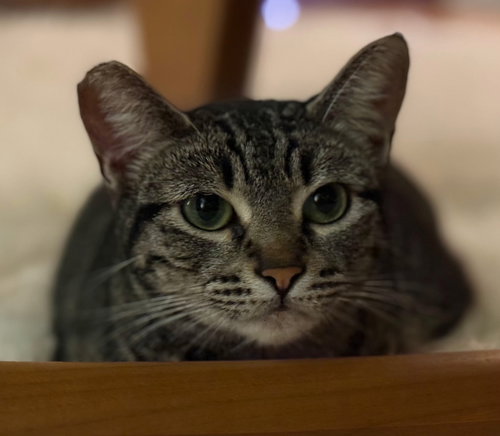 Tiger, Adult Tabby (short coat), cat for adoption in Montclair, California