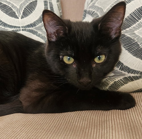 Plant: Bud, Baby Domestic Short Hair (short coat), cat for adoption in Montclair, California