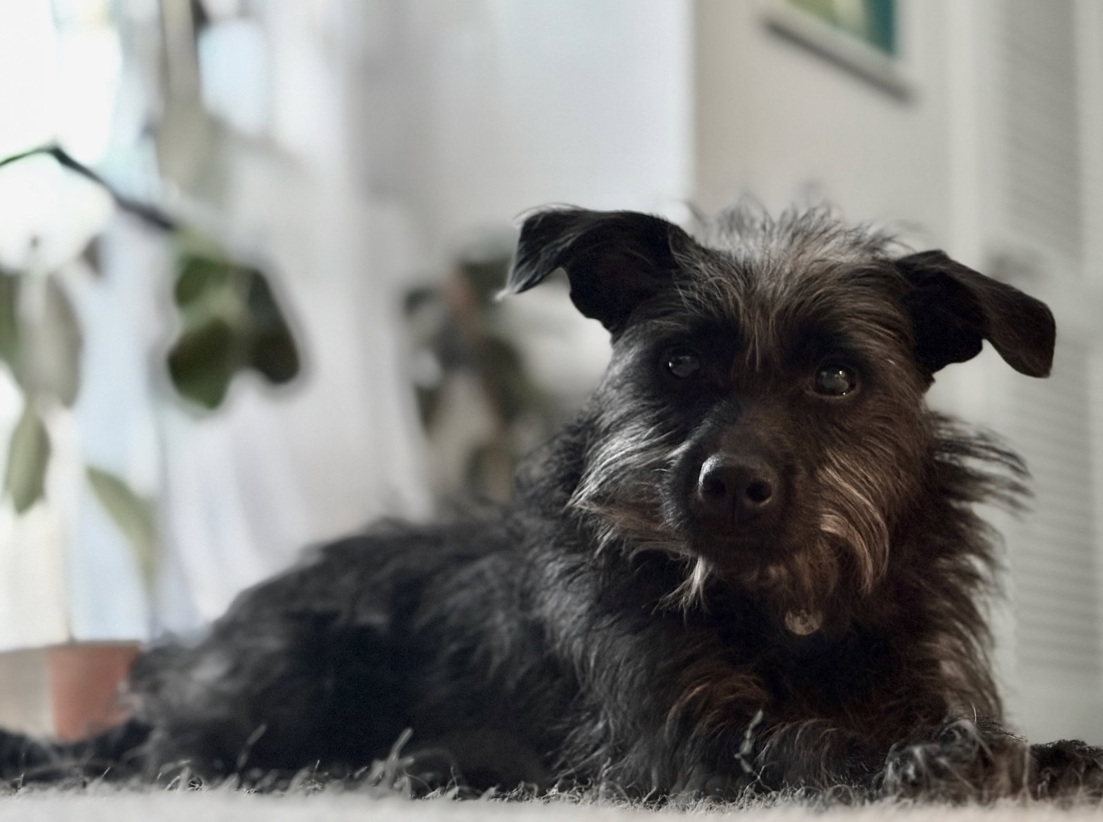 Terrier