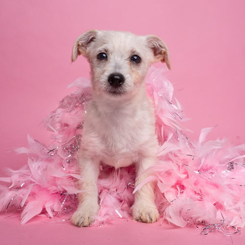 AWNW: Gadget, an adoptable Yorkshire Terrier Yorkie in Romoland, CA