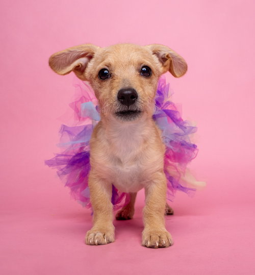 AWNW: Gizmo, an adoptable Yorkshire Terrier Yorkie in Romoland, CA