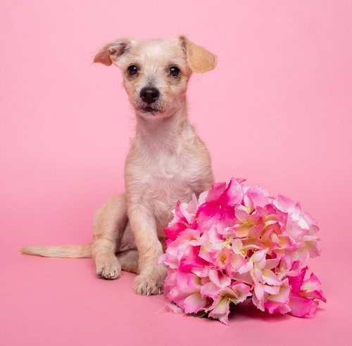 AWNW: Whatsit, an adoptable Yorkshire Terrier Yorkie in Romoland, CA