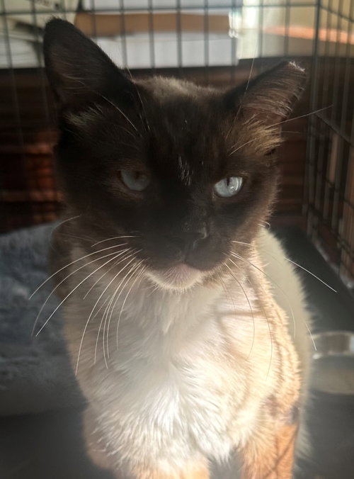 Simon, an adoptable Siamese in Romoland, CA
