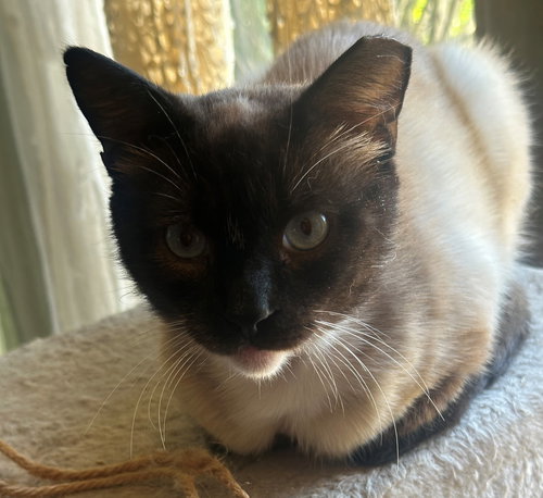 Simon, Adult Siamese / Colorpoint Shorthair / Mixed (short coat), cat for adoption in Montclair, California
