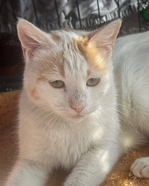 Latte, an adoptable Turkish Van in Romoland, CA