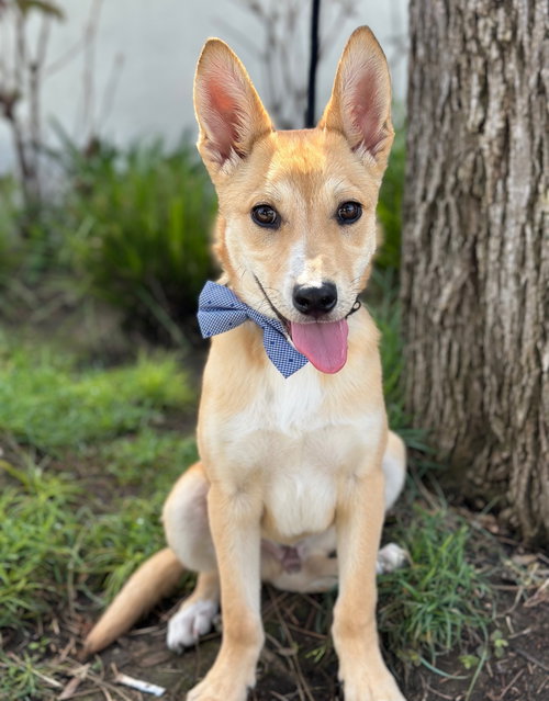 Big Mac, an adoptable Shiba Inu in Romoland, CA