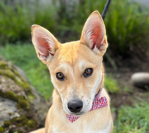 Whopper, an adoptable Shiba Inu in Romoland, CA