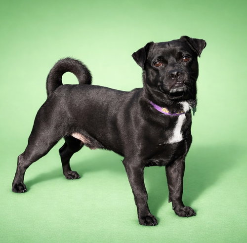 Pillsbury Dough Boy, an adoptable Pug in Romoland, CA