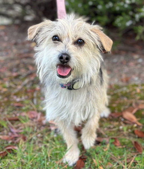 Shasta, an adoptable Norfolk Terrier in Romoland, CA