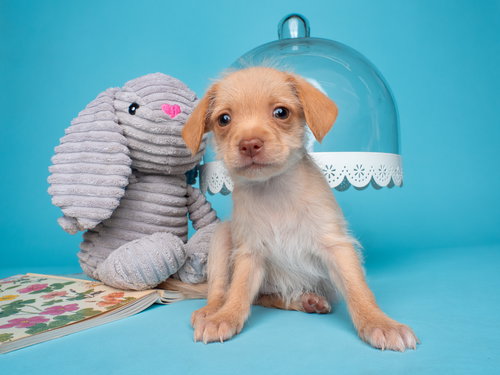 Tea Party: Crumpet, an adoptable Norfolk Terrier in Romoland, CA