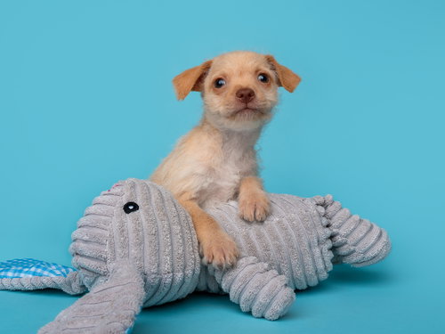 Tea Party: Madeleine, an adoptable Norfolk Terrier in Romoland, CA