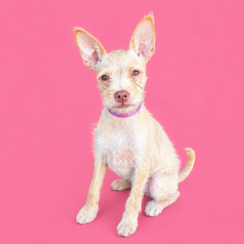 Madeleine, an adoptable Yorkshire Terrier Yorkie in Romoland, CA