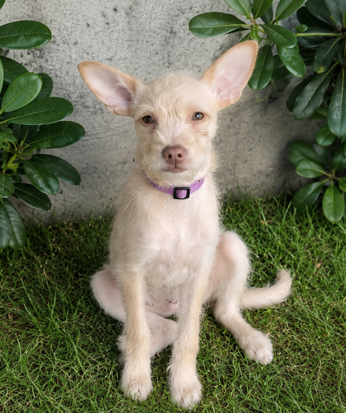 Madeleine, an adoptable Yorkshire Terrier Yorkie in Romoland, CA