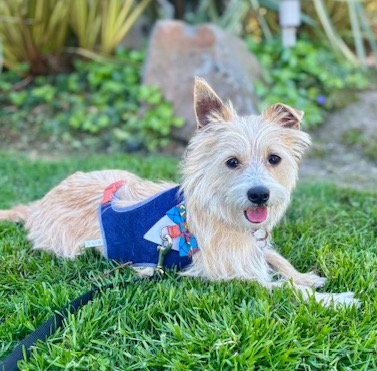 Laser Tag, an adoptable Cairn Terrier in Romoland, CA