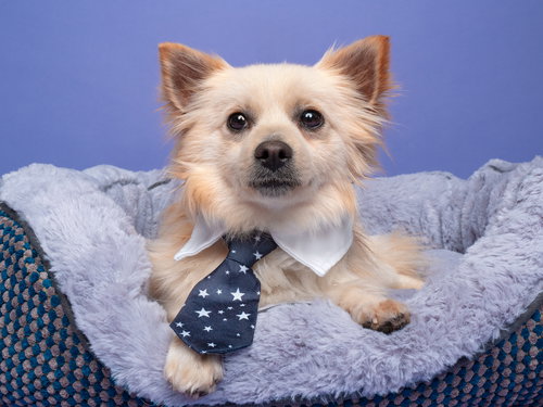 Selfie, an adoptable Pomeranian in Romoland, CA