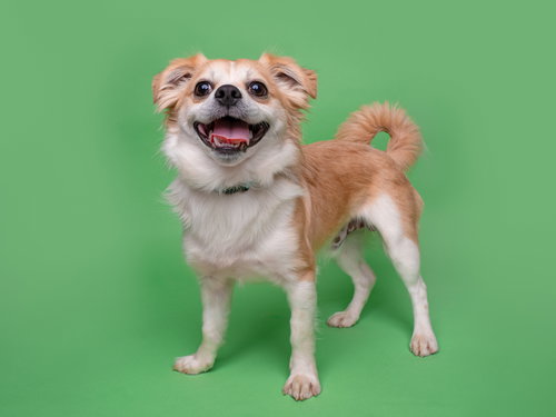 Carnival, an adoptable Cavalier King Charles Spaniel in Romoland, CA