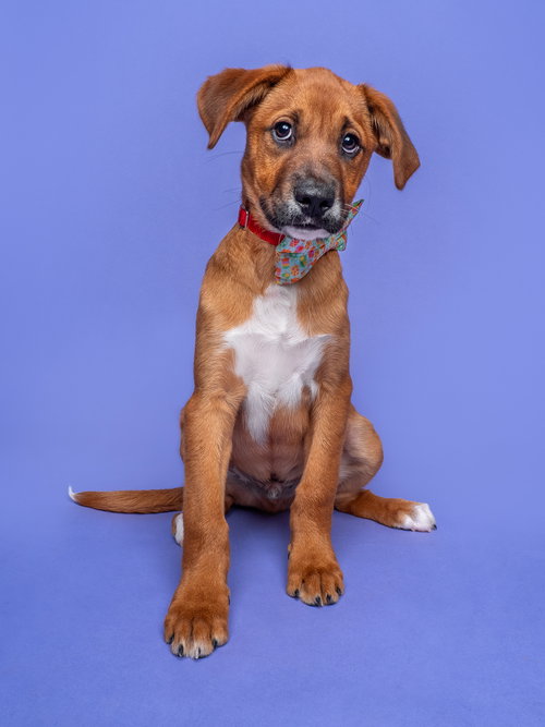 Ring Toss, an adoptable Boxer in Romoland, CA