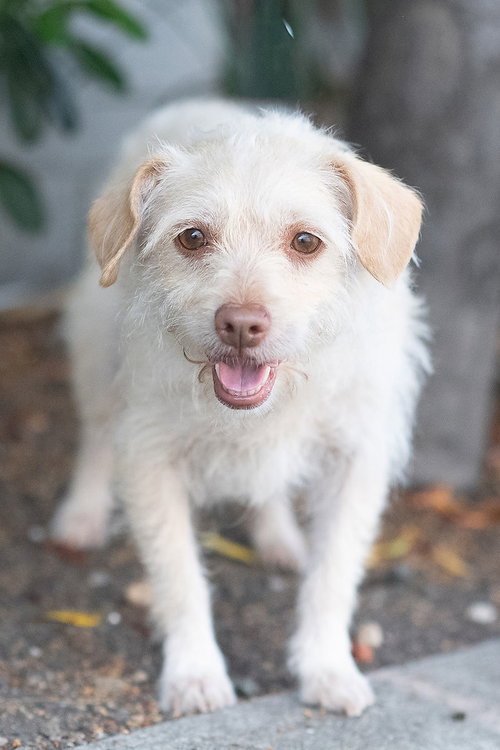 Reverie, an adoptable Norfolk Terrier in Romoland, CA