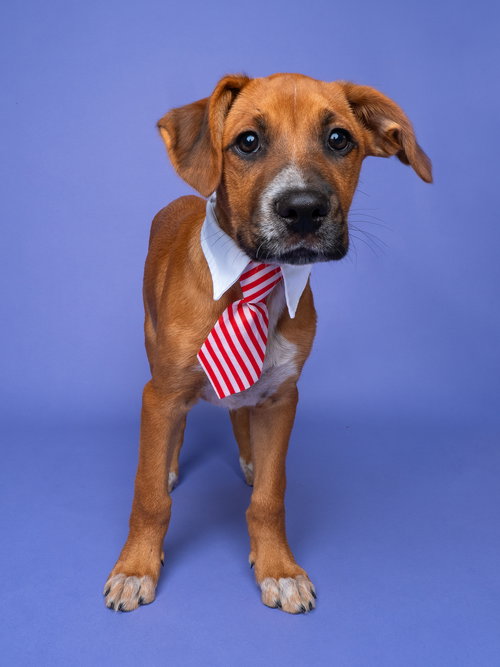 Bumper Car, an adoptable Boxer in Romoland, CA
