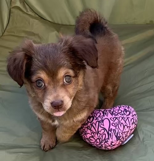 Bedtime: Pillow, an adoptable Havanese in Romoland, CA