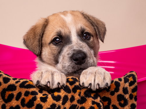 Crime: Misdemeanor, an adoptable Australian Shepherd in Romoland, CA