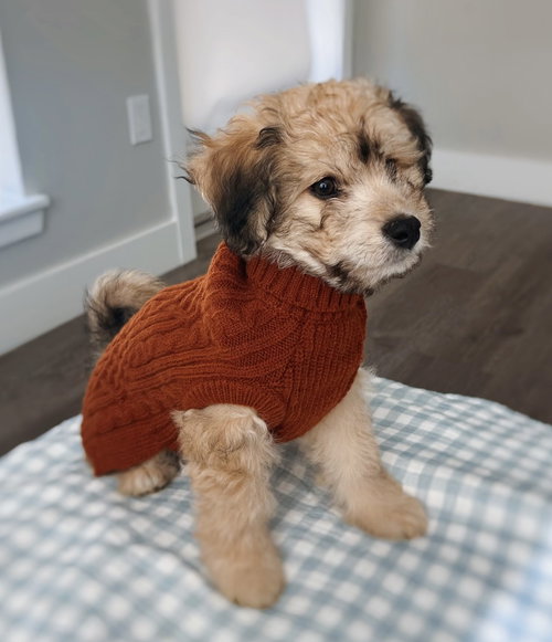 Money: Peso, an adoptable Havanese in Romoland, CA